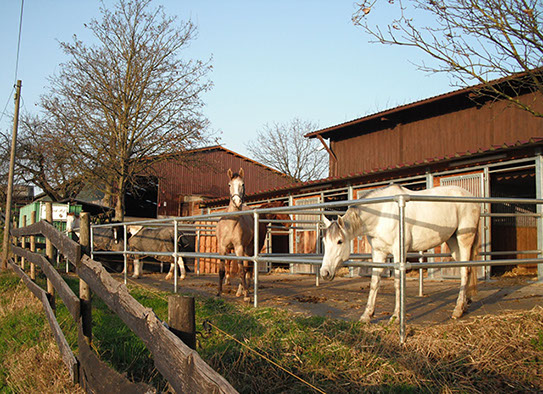 Paddock Boxen Reitstall Lörch Hof Tiengen