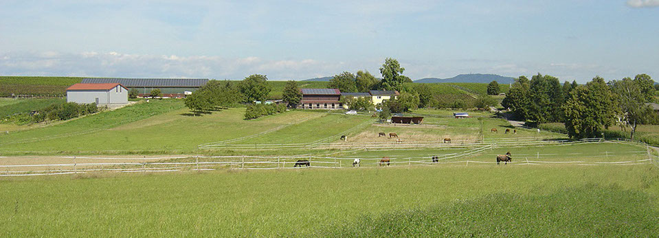 Reitstall Lörch Hof Pferde Koppel