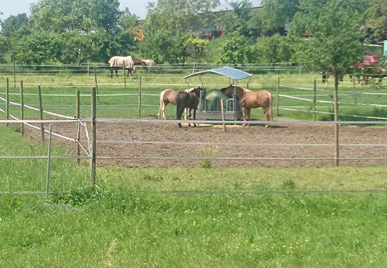 Reitstall Lörch Hof Tiengen Fütterung